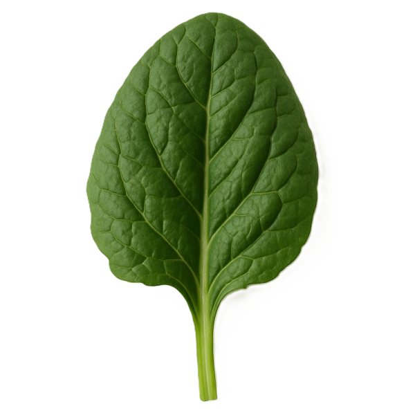 Espinaca x Paquete