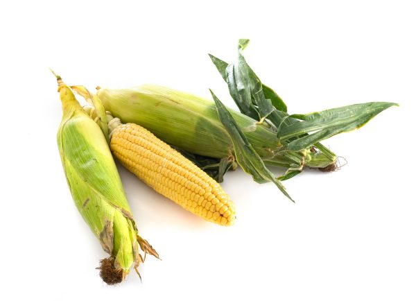 corn in studio