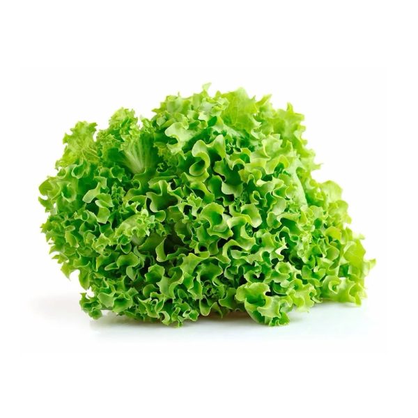 Lechuga crespa